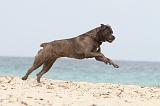 CANE CORSO 643